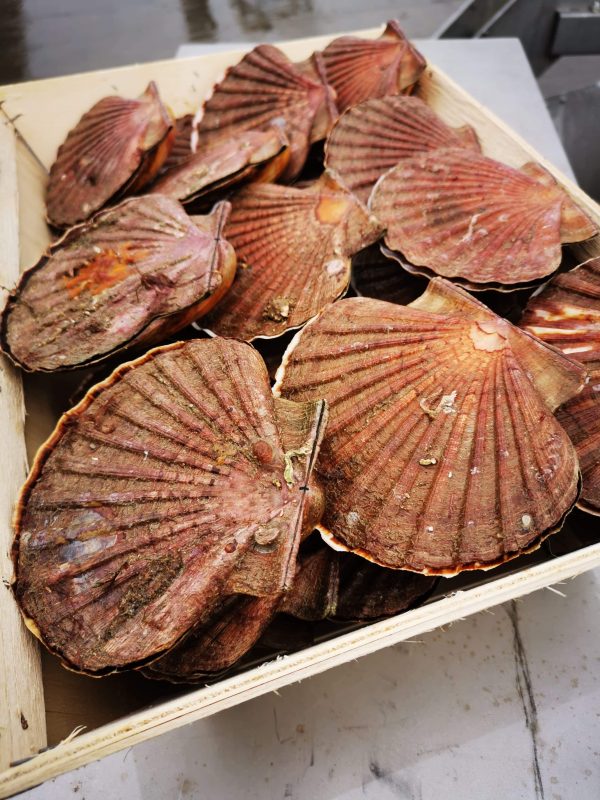 Coquilles SaintJacques de plongée La Vivière I Producteur de Moules